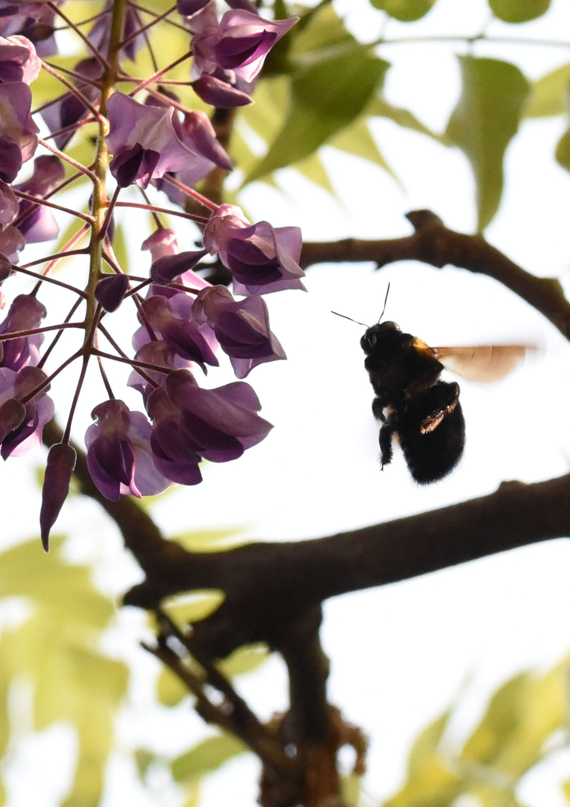 万博公園の楽しみ 藤の花 万博公園の楽しみ