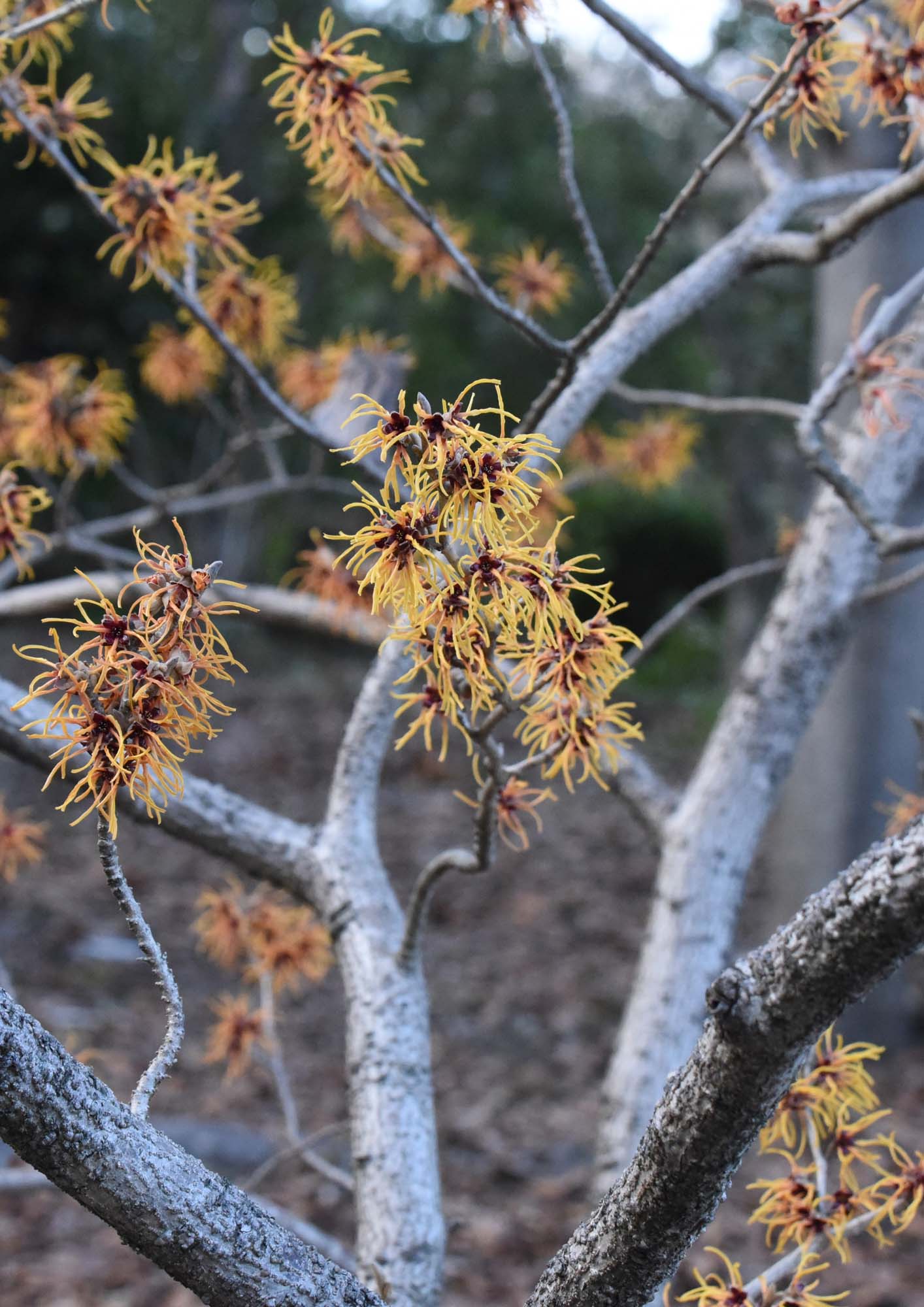 万博公園の楽しみ マンサク という花 万博公園の楽しみ